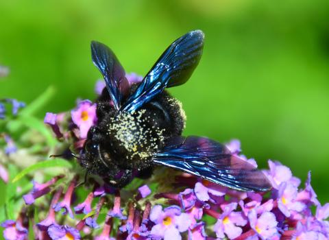 Biene Blume Natur